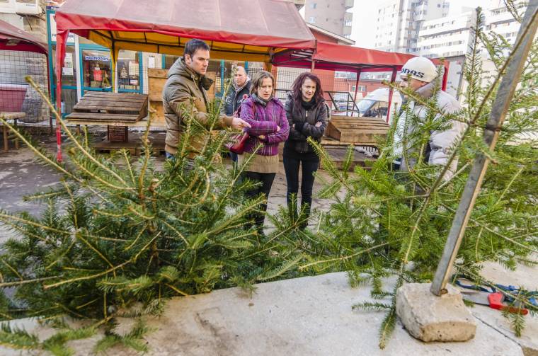 Megjelentek a karácsonyfák a csíkszeredai piacon