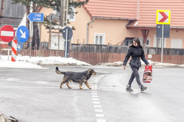 Falvakon nem panaszkodnak a kutyákra