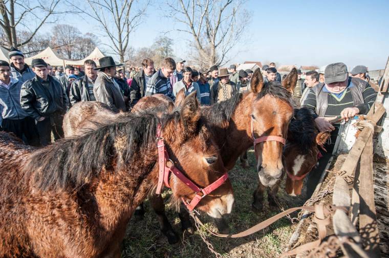 Jószágmustra Máréfalván