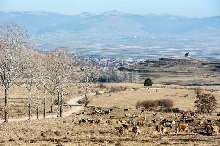 Nőtt a veszettséggócok száma