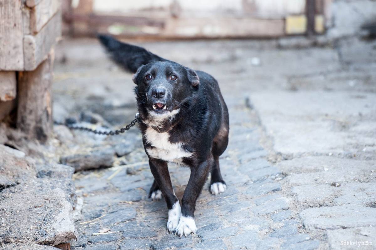 &bullet;  Fotó: Kristó Róbert