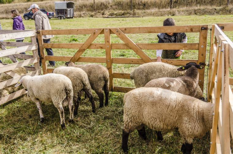 Állatmustra Kápolnásfaluban