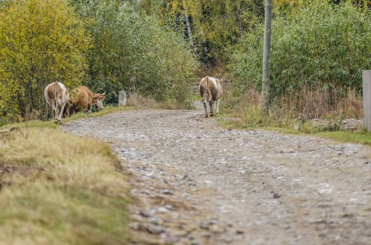 Eurómilliók a gyimesi településeknek