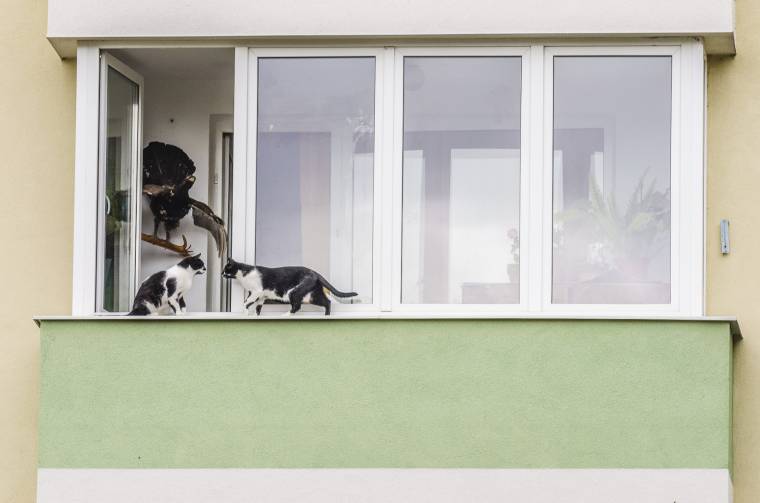 Évek óta szenvednek a macskás nőtől a tömbházlakók