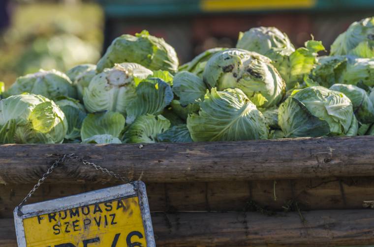 „Jobban megéri, mint pityókát termelni”