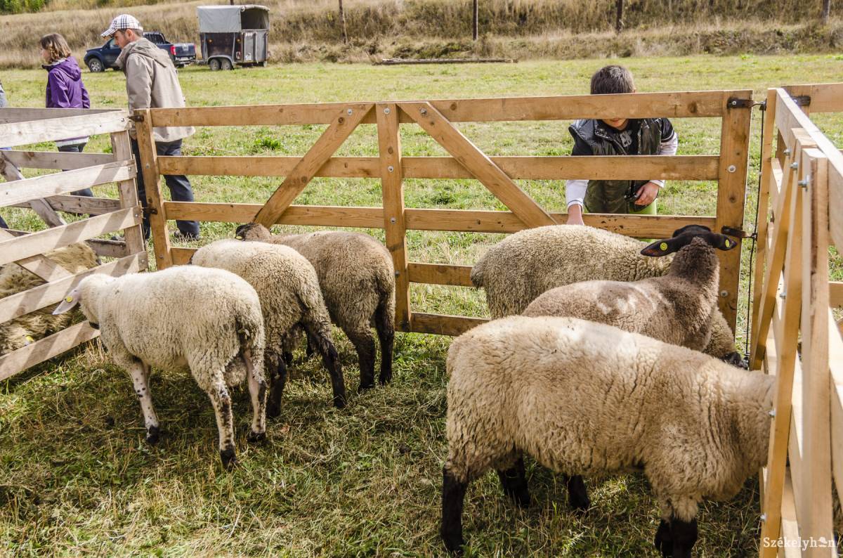 • Fotó: Veres Nándor