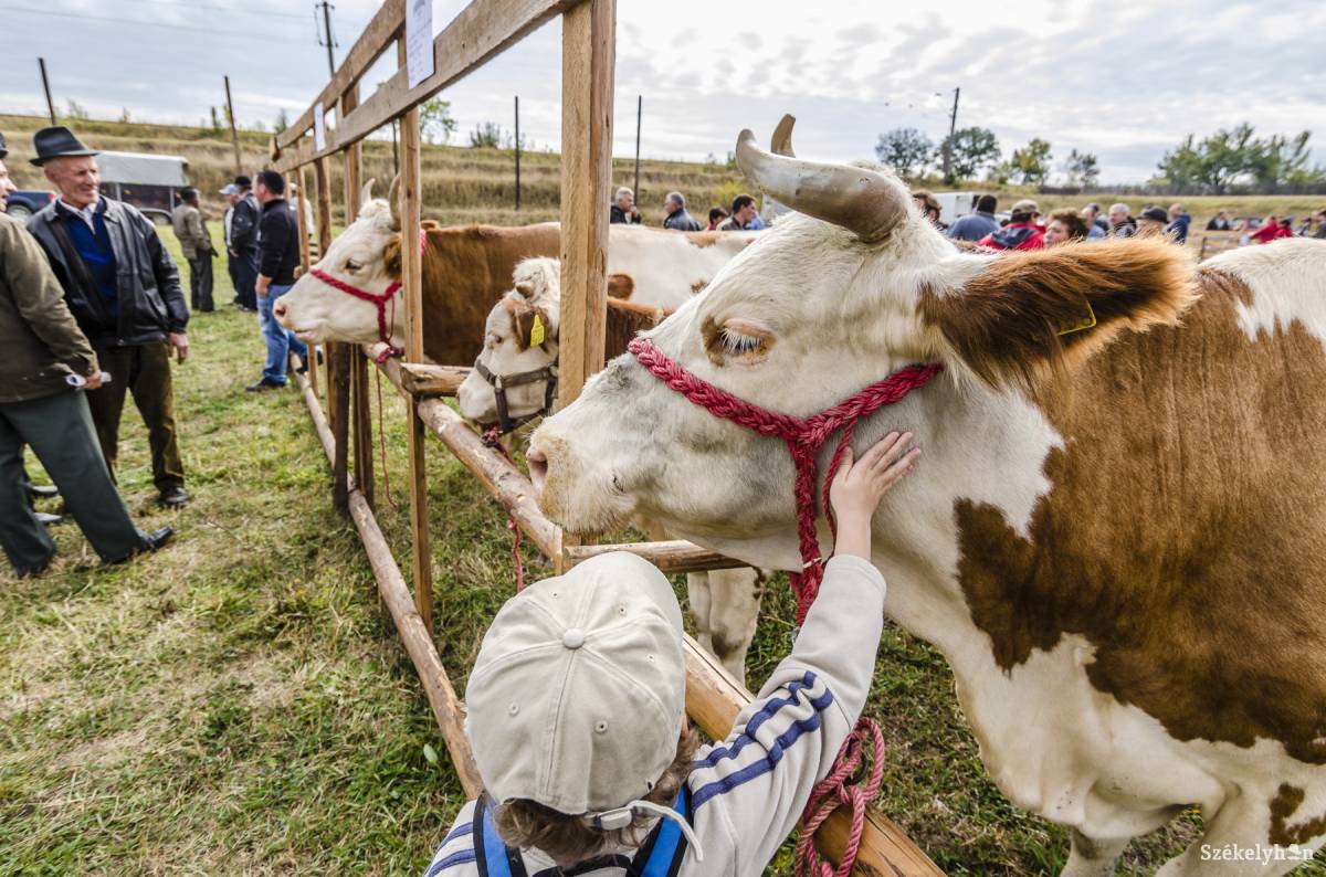 &bullet;  Fotó: Veres Nándor