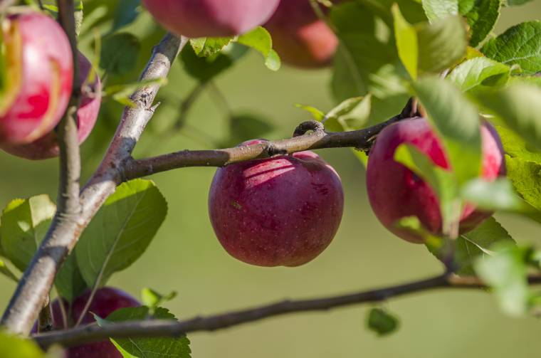 Kicsi az alma a csapadékhiány miatt
