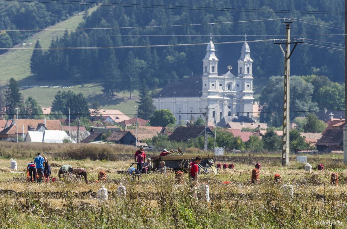 Kedvező éven vannak túl a gazdálkodók. Több kultúrából is rekordtermést gyűjthettek be •  Fotó: Veres Nándor