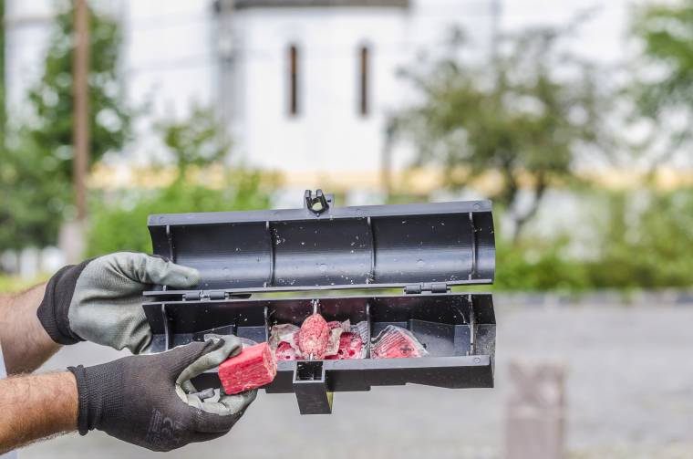 A szúnyogirtást rágcsálóirtás követi