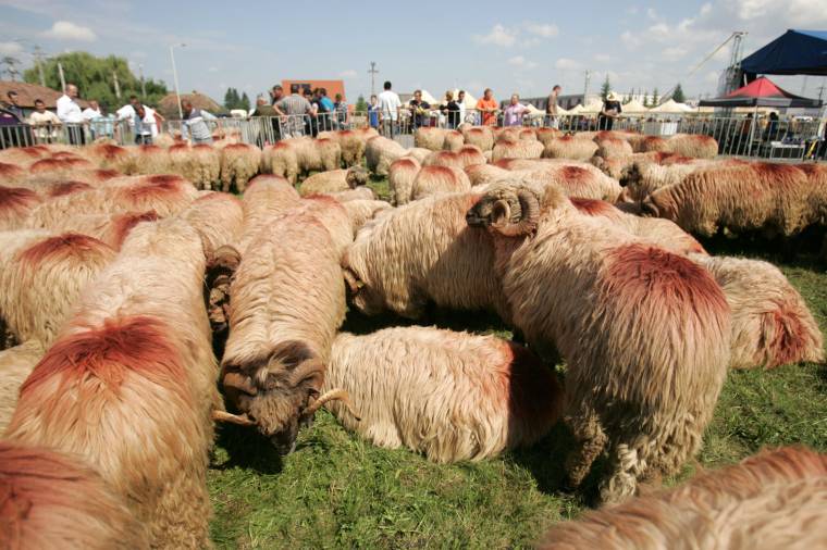 Állatok tucatjai cseréltek gazdát