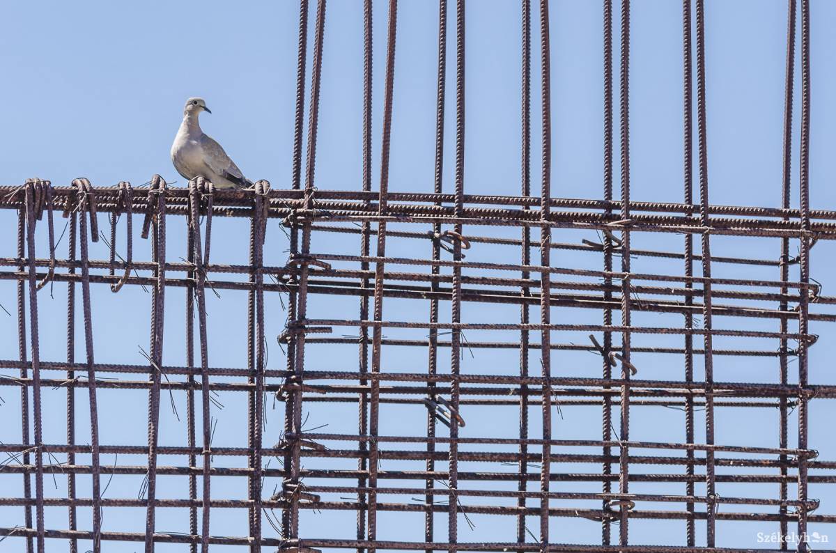 • Fotó: Veres Nándor