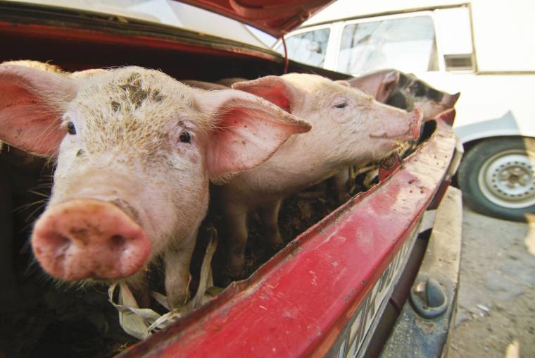 Egy hét alatt közel felére csökkent a Romániában nyilvántartott afrikaisertéspestis-gócok száma