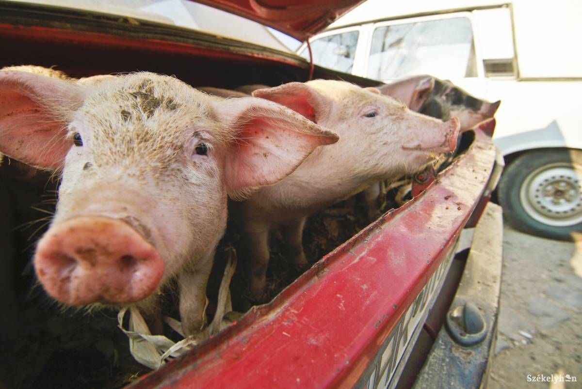 Archív felvétel •  Fotó: Veres Nándor