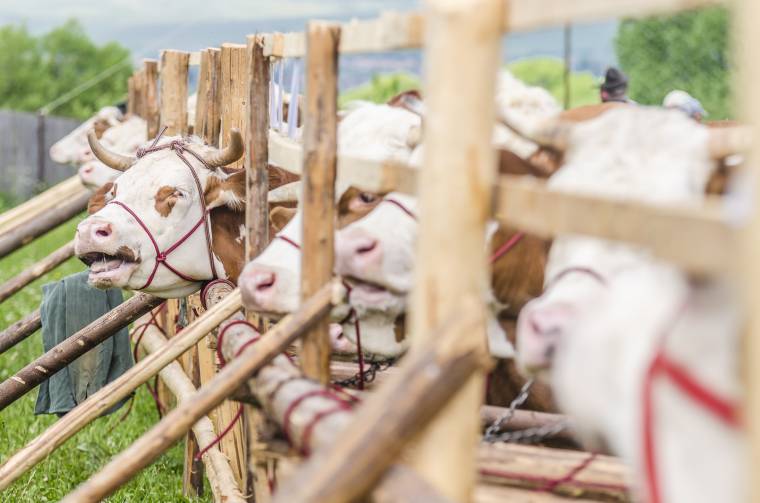 Állattenyésztési támogatásigénylés: csak részben tehető le
