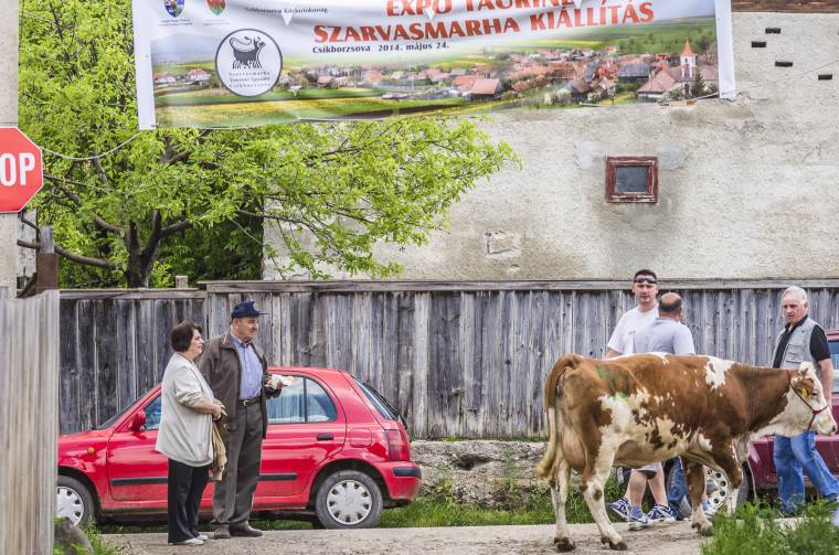 Tehenet és kísérőjét ütötték el