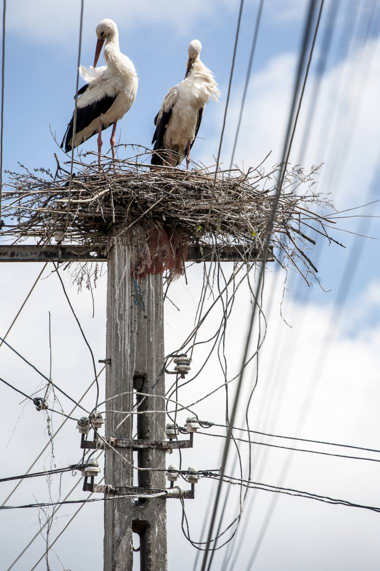 Nem szorulnak ápolásra az itthon telelő gólyák