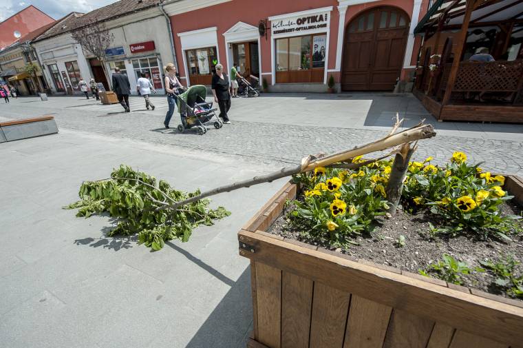 Újabb fát törtek ki a sétálóutcában