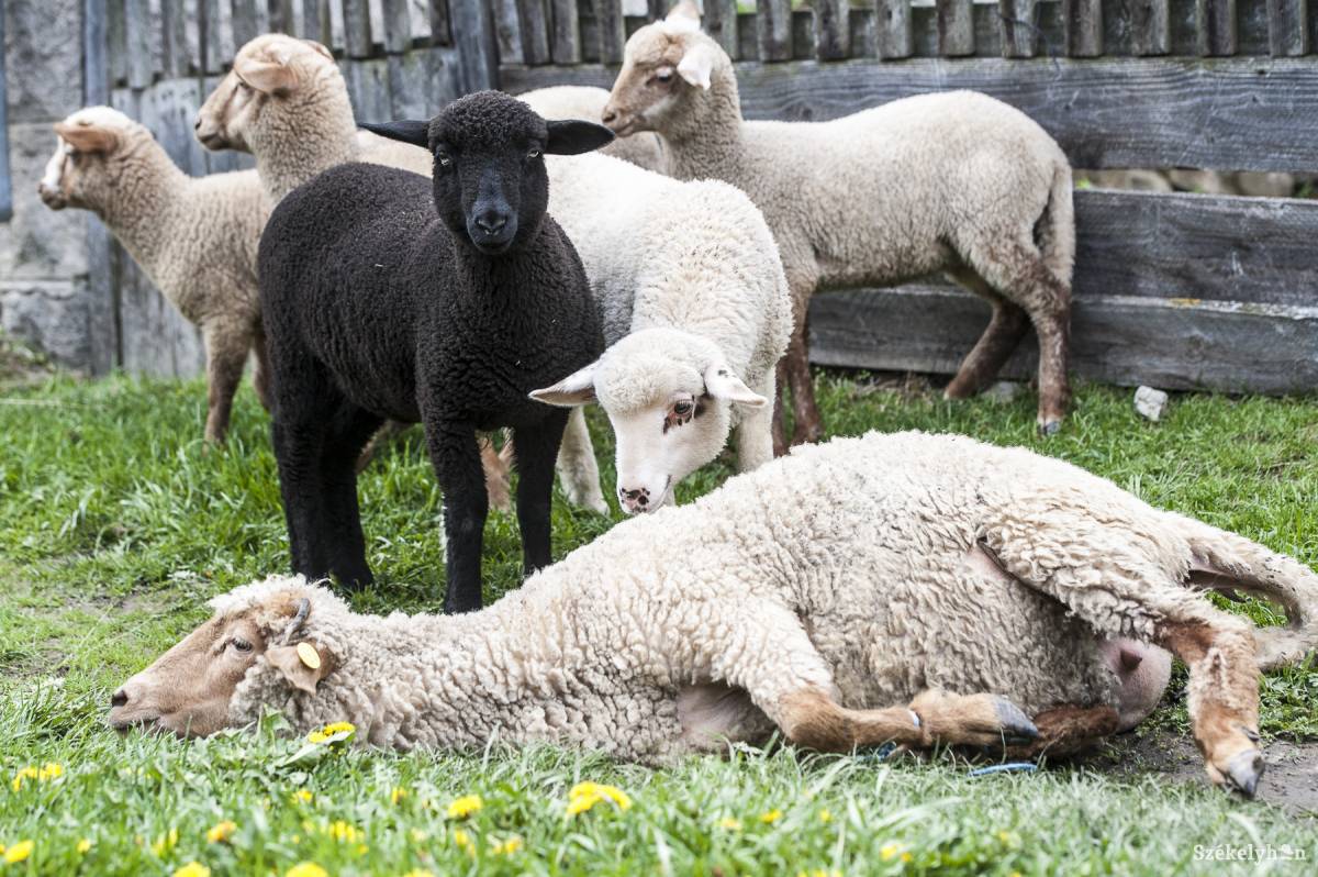 &bullet;  Fotó: Kristó Róbert