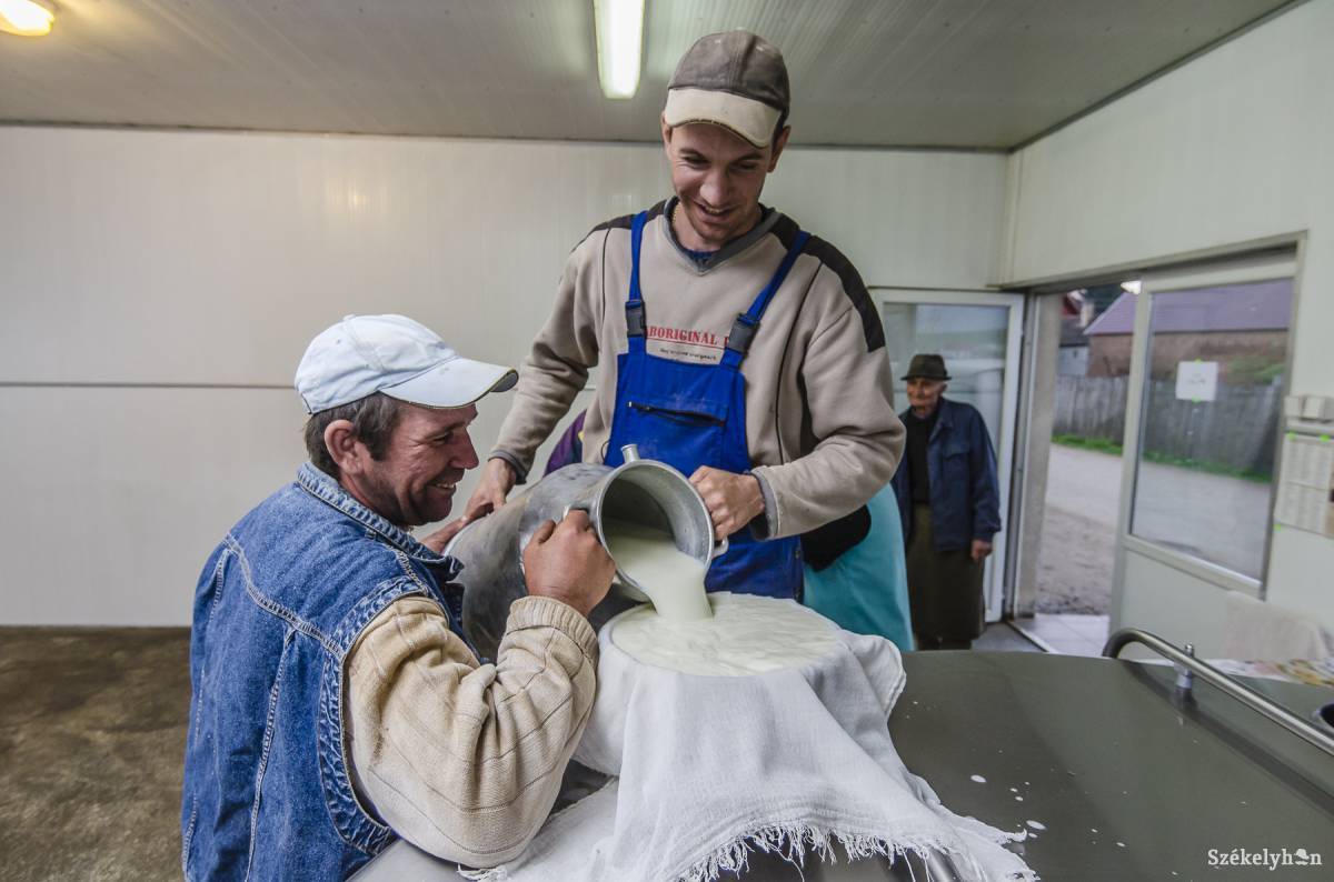 Csak a megfelelő zsírtartalmú tej alkalmas vajgyártásra. Archív &bullet;  Fotó: Veres Nándor