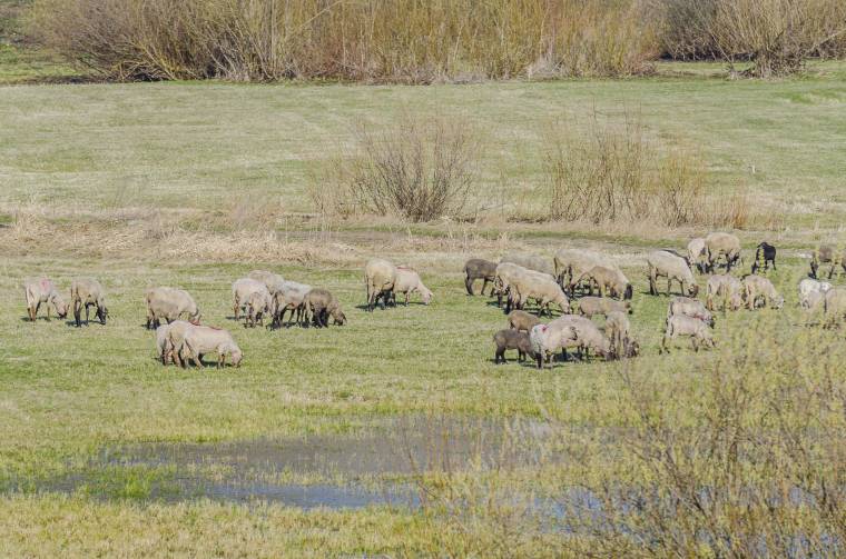 Betiltanák a legeltetést, bővítették a kutyamenhelyet