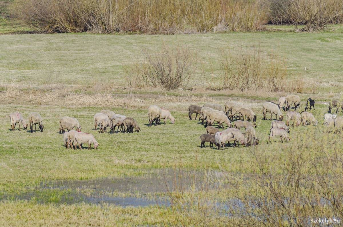 • Fotó: Veres Nándor