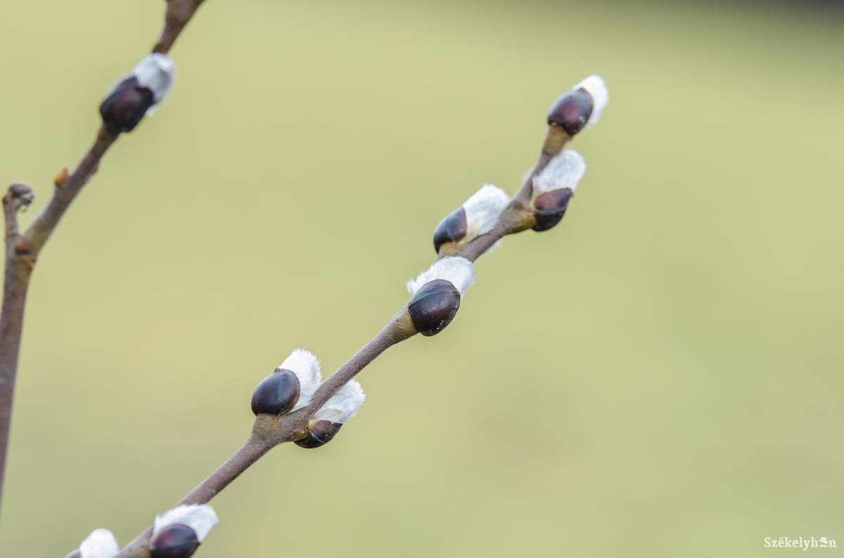 &bullet;  Fotó: Veres Nándor