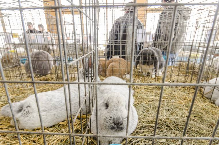 Kisállatok nagy mustrája