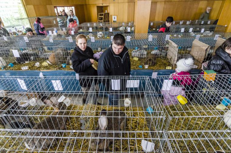 Székelyföldi kisállat-kiállítást szerveznek a hét végén Csíkszeredában
