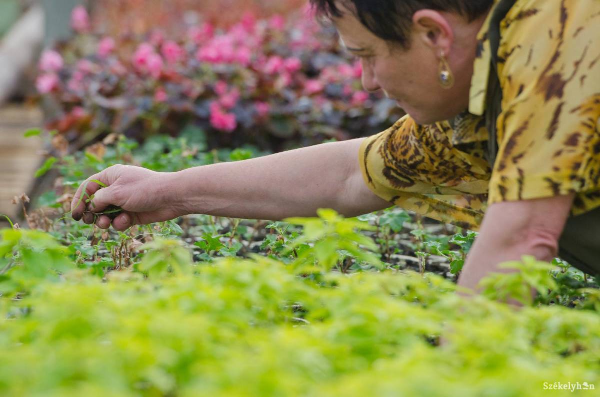 •  Fotó: Kristó Róbert