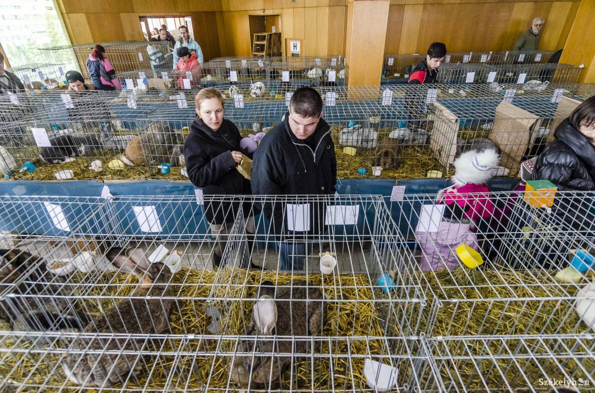 &bullet;  Fotó: Veres Nándor