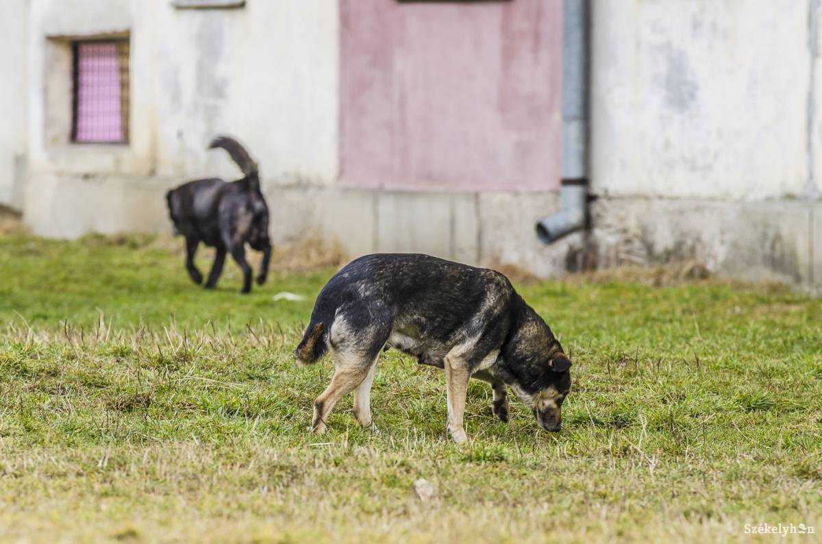 Képünk illusztráció •  Fotó: Veres Nándor