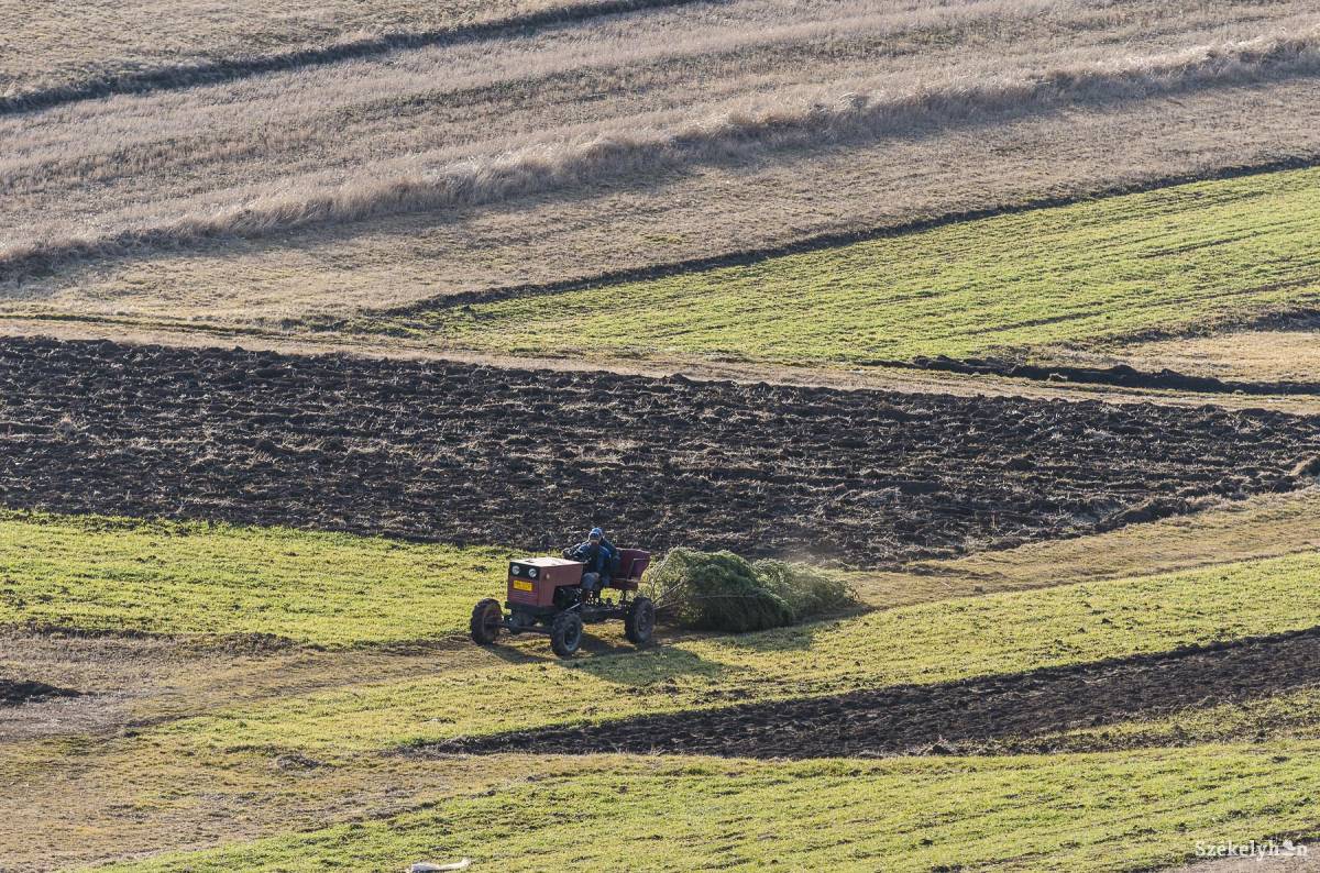 Megművelik a földeket. Többnyire nadrágszíjparcellák vannak csak parlagon •  Fotó: Veres Nándor