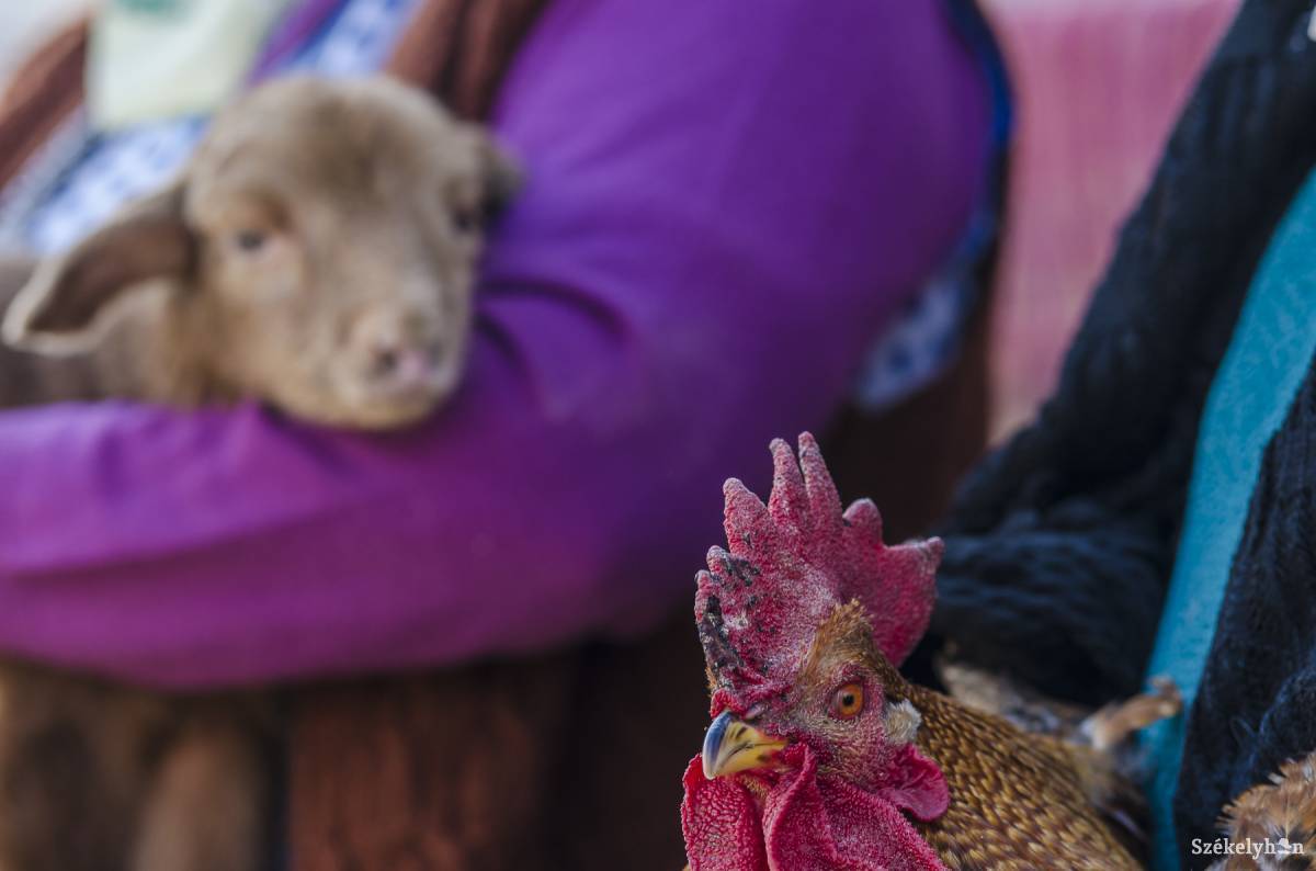 Az általános mezőgazdasági összeírást 2020 őszén végzik majd • Fotó: Veres Nándor