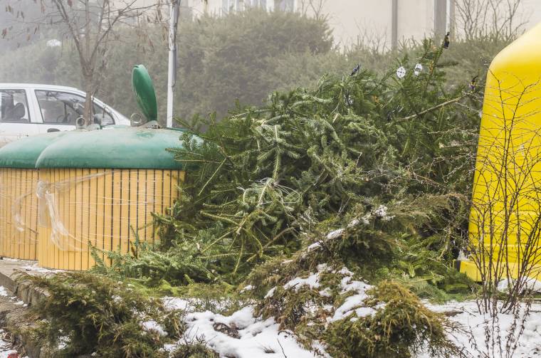 Újrahasznosítják a kidobott fákat