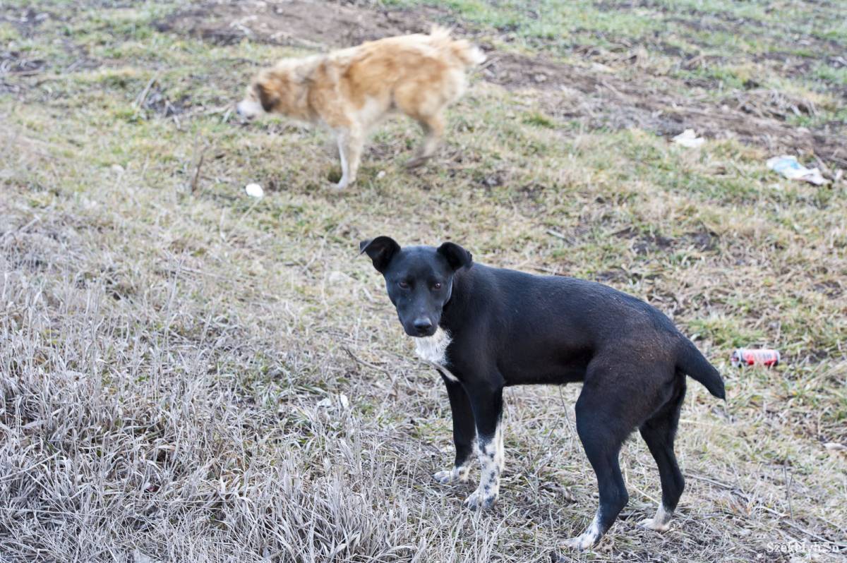 &bullet;  Fotó: Kristó Róbert