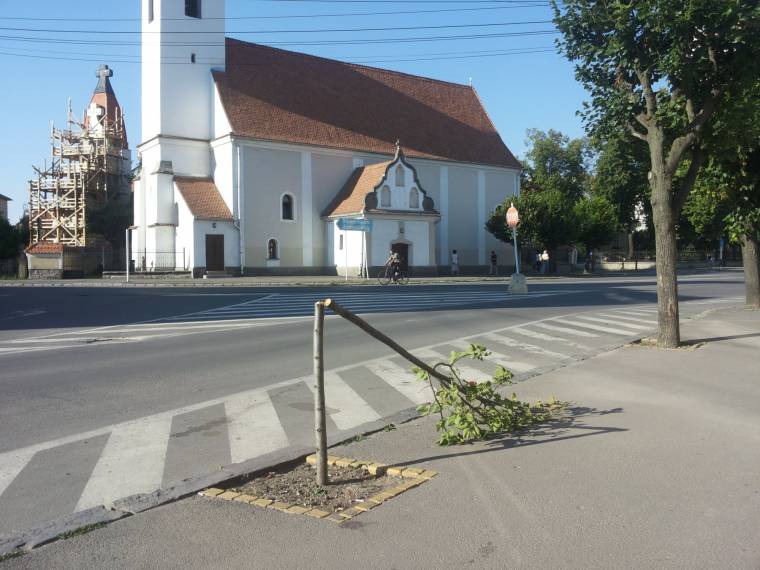 Idén tizenöt fát törtek ki Csíkban