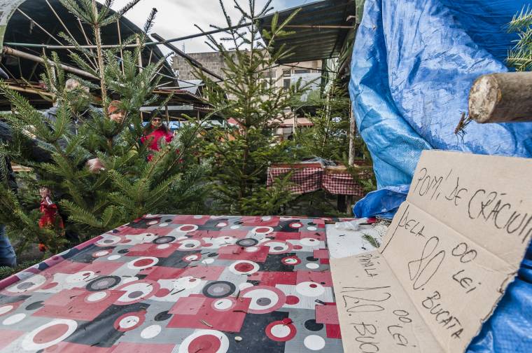 Drágult a karácsonyfa