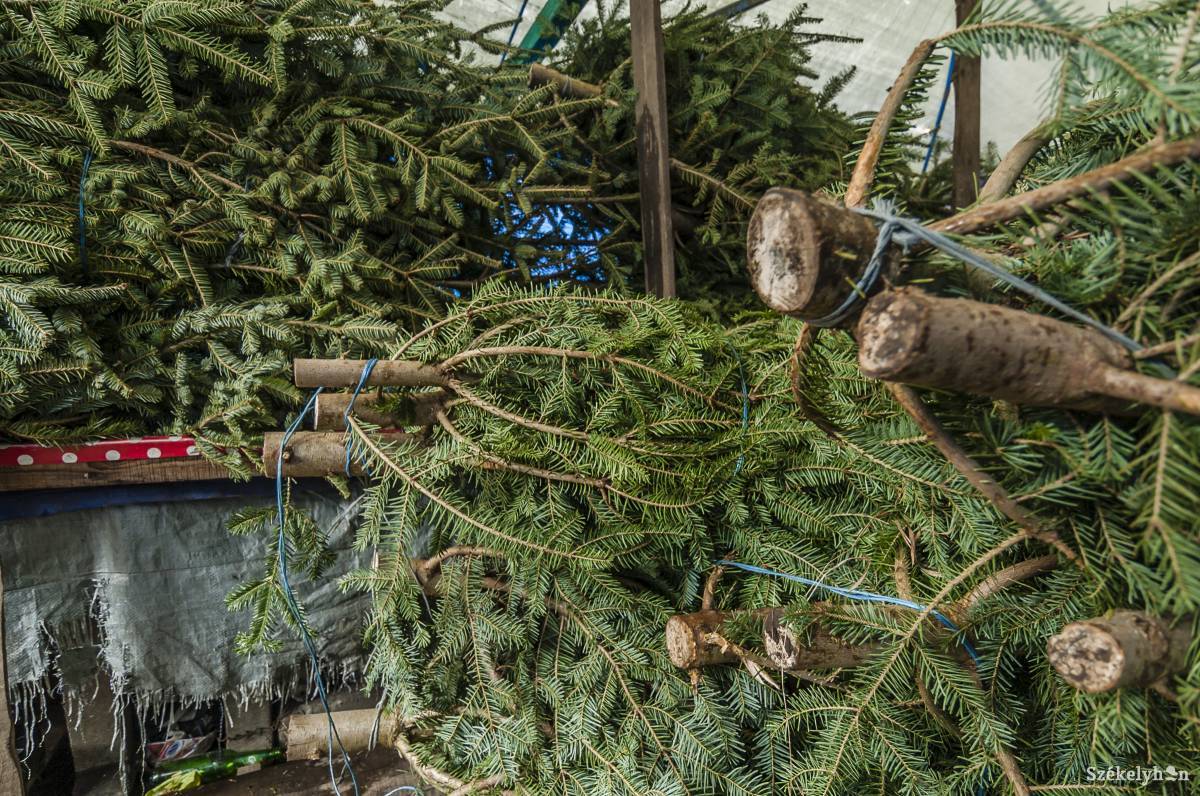 •  Fotó: Veres Nándor