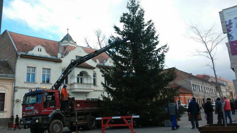 Felállították Csíkszereda karácsonyfáját