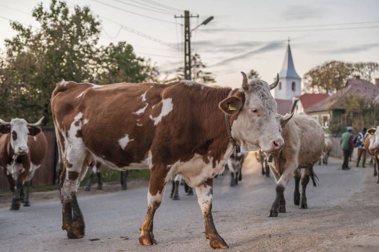 Szarvasmarhánként akár 100 eurót is kaphatnak a gazdák