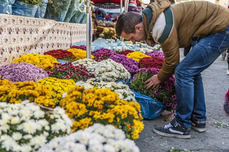 Krizantémok széles választéka