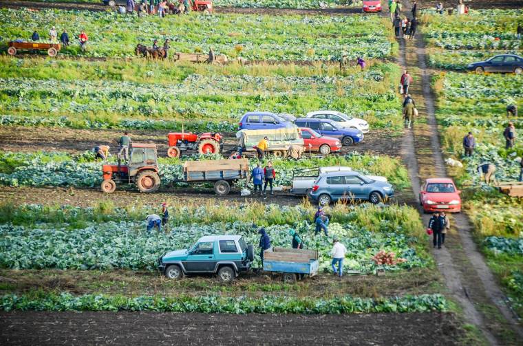 A szépvízi káposzta unikum