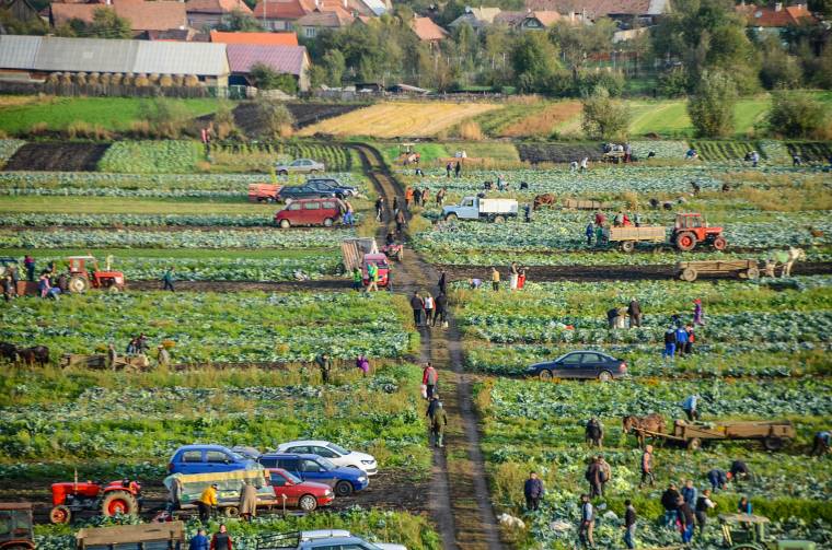 Káposztaünnep mint családi esemény Csíkszépvízen