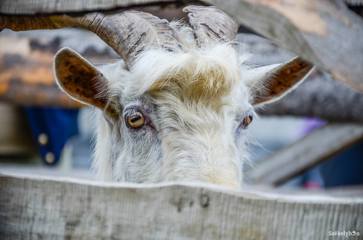 • Fotó: Gecse Noémi