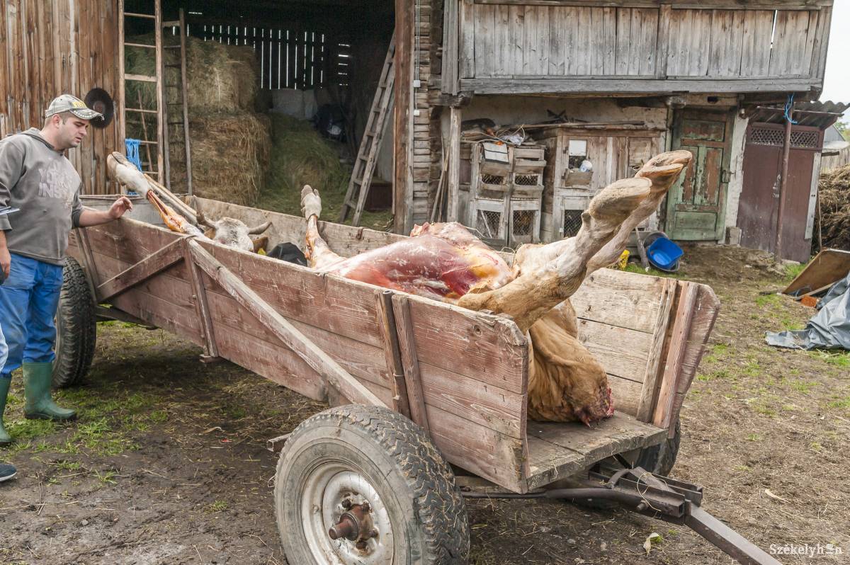 •  Fotó: Veres Nándor