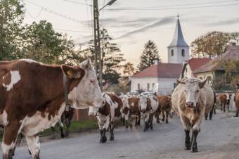 Letűnt hagyomány a Szent György-napi állatkihajtás