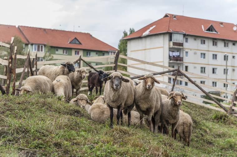 Falu a városban: bejáratott programok új helyszínen
