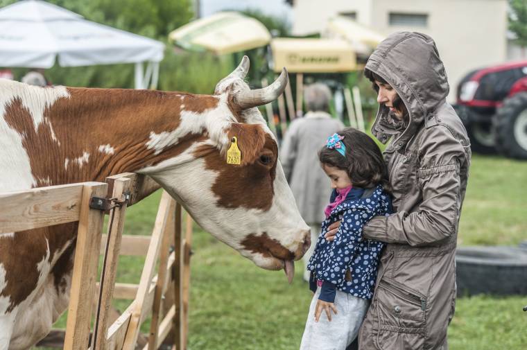 A városba költözik a falu Csíkban