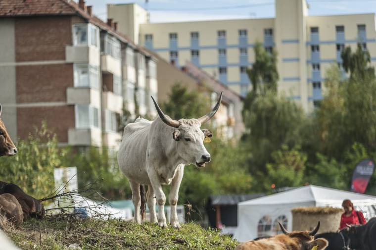 Falu a városban – a közvetlen kapcsolatért
